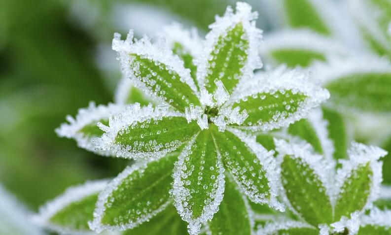 Como PROTEGER nuestras plantas de las HELADAS❄️❄️ 